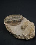 Trilobite - Animal fossilisé - Platy Scutellum massai &