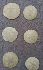 scutelle - Gefossiliseerde schelp (Zonder minimumprijs)