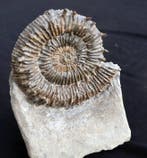 Zeldzame ammoniet met puntige uitsteeksels - Gefossiliseerde, Verzamelen