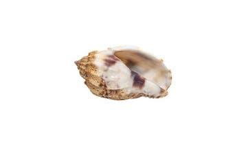 Haferschnecke - in cremekleur  verzamelaarsslak  GEM