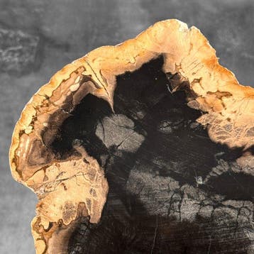 Prachtige plak versteend hout op een op maat gemaakte