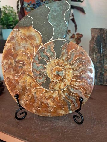 Ammonite - Animal fossilisé - Aioloceras (Cleoniceras) sp. -