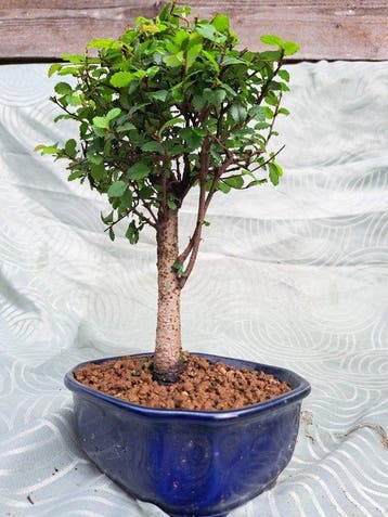 Chinese iep bonsai (Ulmus parviflora) - Hoogte (boom): 22 cm