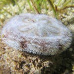Clypeasteroida (Zand dollar/Sanddollar), Dieren en Toebehoren