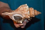 Escargot de mer Coquillage marin - S-242 PLEUROPLOCA, Nieuw