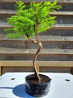 metasequoia bonsai in bonsaischaal - Hoogte (boom): 20 cm -