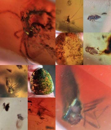Ambre Burmite + insectes/inclusions - Ambre (Sans prix de