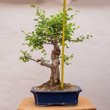 Japanese iep bonsai (Zelkova) - Hoogte (boom): 65 cm -