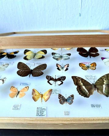 Historische entomologische collectie 23 Exotische dag en, Collections, Collections Animaux
