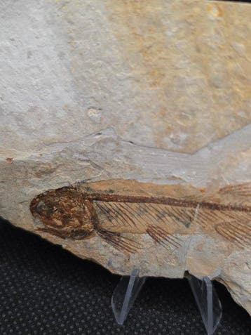 Fossiele vis - Lycoptera sp. - 10,7 cm matrix -