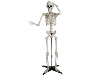 EUROPALMS Halloween-skelet, Staand, 150 Cm, Nieuw