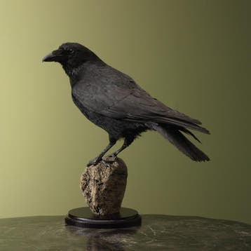 Kraai Taxidermie Opgezette Dieren By Max, Ophalen of Verzenden, Opgezet dier