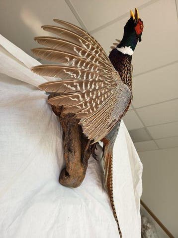 Faisan Monture pour réplique taxidermique - Phasianus