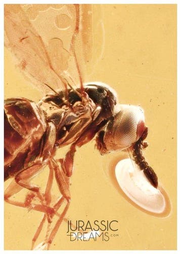 Prachtige CHALCIDEN-WESP Chalcidoidea Fossiele Inclusie Echt