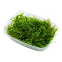 Tropica Taxiphyllum Taiwan moss Portion Limited edition, Dieren en Toebehoren, Verzenden, Nieuw
