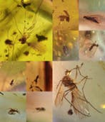 Insecte - Ambre - Burmit 10 Stück 11.94 gramm Burmit