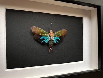 Vlinder Taxidermie volledige montage - Saiva, Verzamelen, Nieuw
