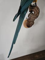 Blauwkeel ara Taxidermie volledige montage - ara