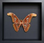 Papillon Support de corps entier pour taxidermie - Attacus, Nieuw