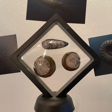 Fossiel - Fossiele tand - Orthoceras & Goniatiet Fossielen