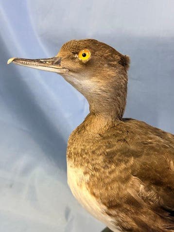 Ik glip weg uit de pluk haar Taxidermie volledige montage -, Nieuw