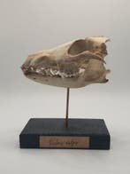 Rode vos Taxidermie volledige montage - Vulpes vulpes - 14, Verzamelen, Dierenverzamelingen, Nieuw