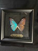 Morpho zephyritis Taxidermie wandmontage - Morpho zephyritis, Verzamelen, Dierenverzamelingen, Nieuw