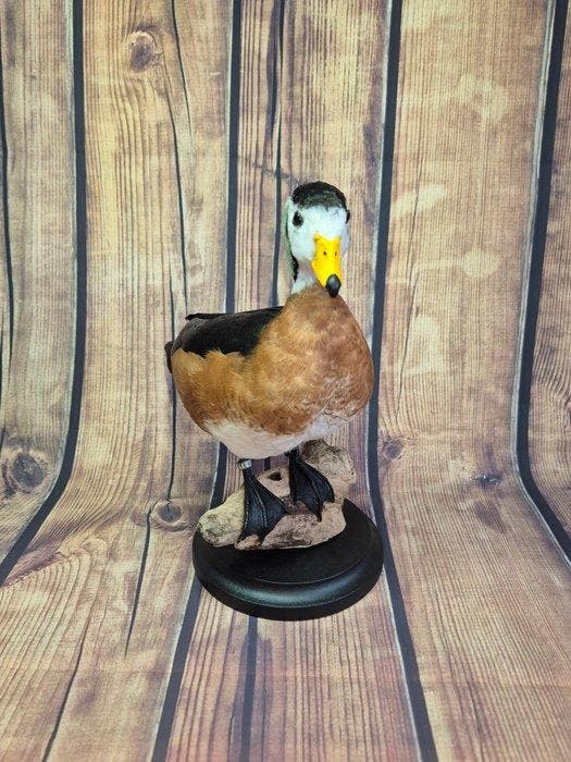 Eend Taxidermie volledige montage - Nettapus auritus - 24 cm, Verzamelen, Dierenverzamelingen