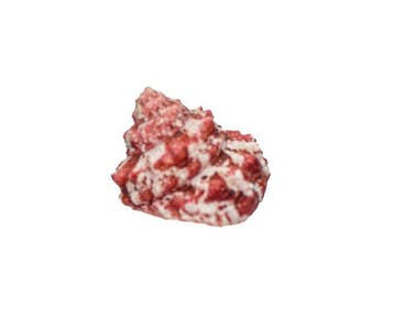 Trochus sacellum – 23 mm – Perfecte GEM-kwaliteit uit