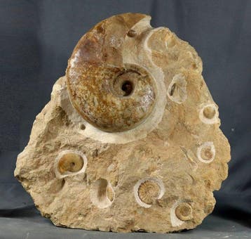 Muzeumstuk -Giant- Fijn en kleurrijk Jurassic grafveld op