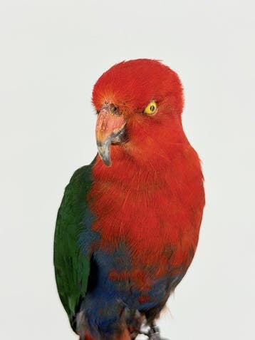 Australische Koningsparkiet Taxidermie volledige montage -, Collections