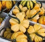 Daisy kalebas basiseenheid, Nieuw