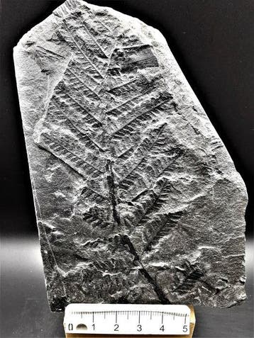 Varen - Gefossiliseerde plant - Lobatopteris miltoni (Artis