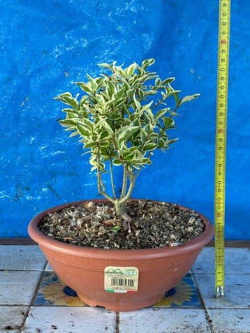 Bonsaï Troène (Ligustrum) - Hauteur (arbre) : 18 cm -