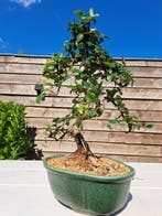 Bonsaï Orme de Chine (Ulmus parviflora) - Hauteur (arbre) :