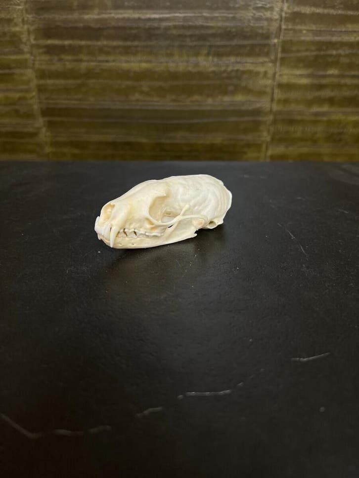 Marter Schedel Taxidermie Opgezette Dieren By Max, Verzamelen, Dierenverzamelingen, Opgezet dier, Nieuw, Wild dier, Ophalen of Verzenden