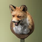 Vos Taxidermie Opgezette Dieren By Max, Verzamelen, Ophalen of Verzenden, Nieuw, Wild dier, Opgezet dier