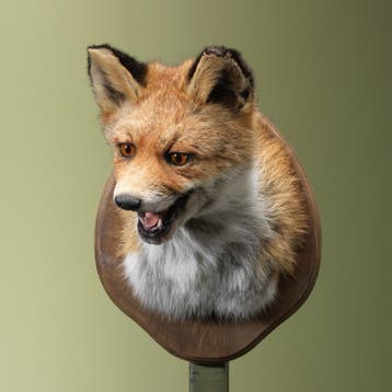 Vos Taxidermie Opgezette Dieren By Max, Ophalen of Verzenden, Nieuw, Wild dier, Opgezet dier
