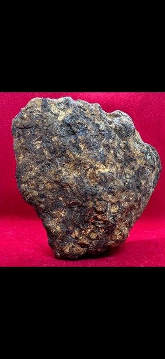 Sericho meteoriet Pallasiet - 1270 g - (1)