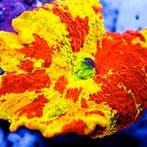 Discosoma Eclectus Jawbreaker Mastergrade