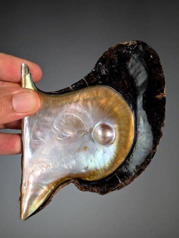 Huître ailée du pingouin avec perle Coquillage marin -, Collections
