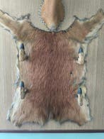 Hert Taxidermie volledige montage - Cervo - 15 cm - 10 cm -, Verzamelen, Nieuw