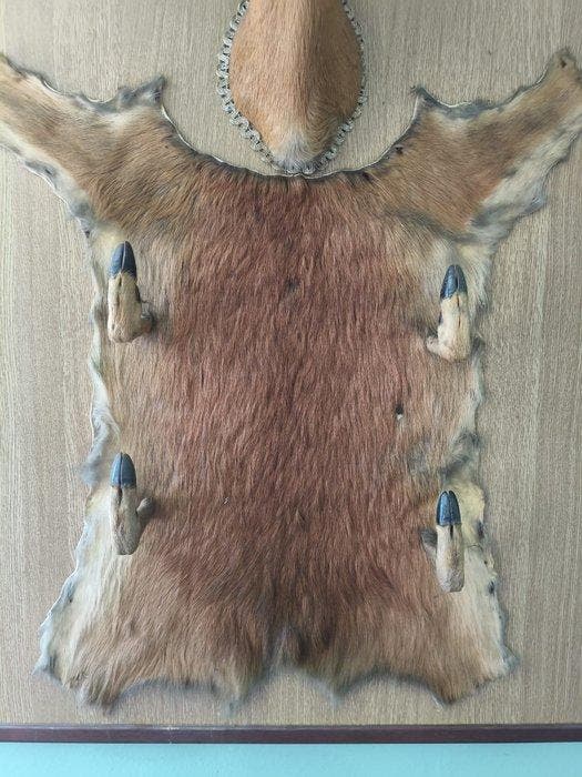 Hert Taxidermie volledige montage - Cervo - 15 cm - 10 cm -, Verzamelen, Dierenverzamelingen