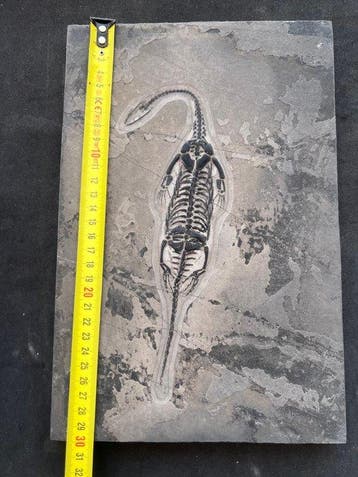 Zeereptiel - Gefossiliseerd dier - Fossile de Keichousaurus