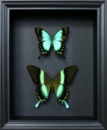 Vlinder Taxidermie volledige montage - Papilio blumei x