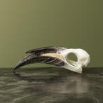 Grijze Tok M Schedel Taxidermie Opgezette Dieren By Max, Verzamelen, Ophalen of Verzenden, Nieuw, Vogel, Opgezet dier