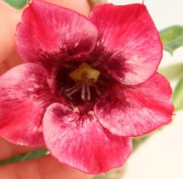Woestijnroos bonsai (Adenium obesum) - Hoogte (boom): 14 cm