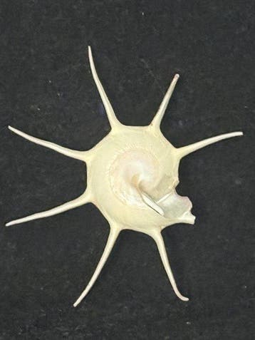 Escargot de mer Coquillage marin - S-346 GUILDFORDIA YOKA