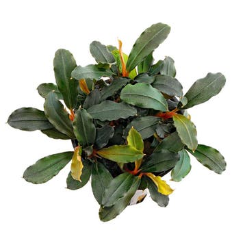 Bucephalandra Lamandau Purple - Pot, Animaux & Accessoires, Poissons | Aquariums & Accessoires, Verzenden