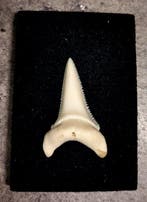 Witte haai Taxidermie volledige montage - Carcharodon, Nieuw